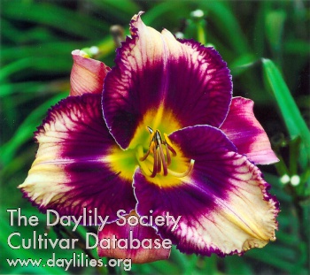 Daylily Bleuet Chicoutimi